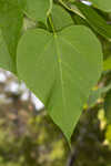 Southern catalpa